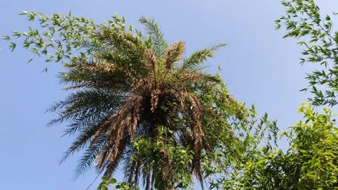 Palm Tree with Spanish Moss Stock-Footage 340517522