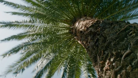 Palm Tree Spinning Rotating Underneath Unique Vertigo Effect Blue Sky Background Stock Footage 100992465
