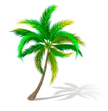 Palm tree with sprawling branches Stock Illustration