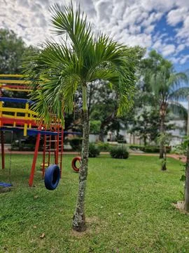 Palm tree in the square in the condominium Stock Photos