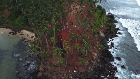 Palm tree Srilanka Stock-Footage 239805384