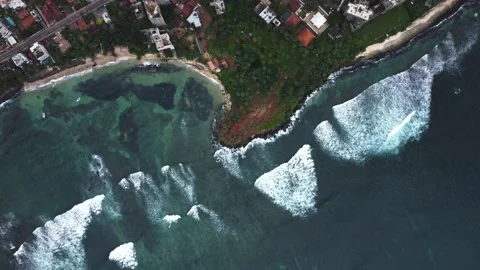 Palm tree Srilanka Stock-Footage 239805647