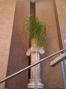 Palm tree on the stairs Stock Photos