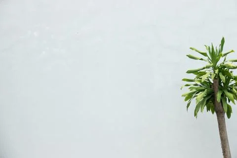 A palm tree is standing in front of a white wall Stock Photos