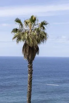 Palm tree standing over blue ocean water and sky Stock Photos