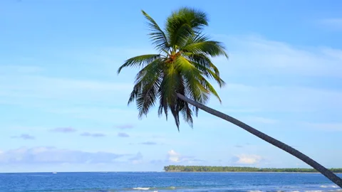 A palm tree is standing tall in front of a blue ocean. Stock Footage 273258348