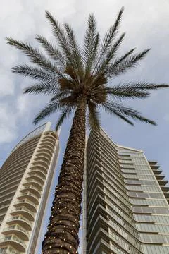 A palm tree stands in front of two of Beirut's waterfront modern buildings. Stock-Fotos