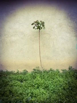 A palm tree stands in front of a white wall. Stock Photos