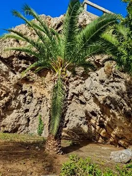 A palm tree stands gracefully against a rugged rock wall. The warm sunlight bath Stock Photos