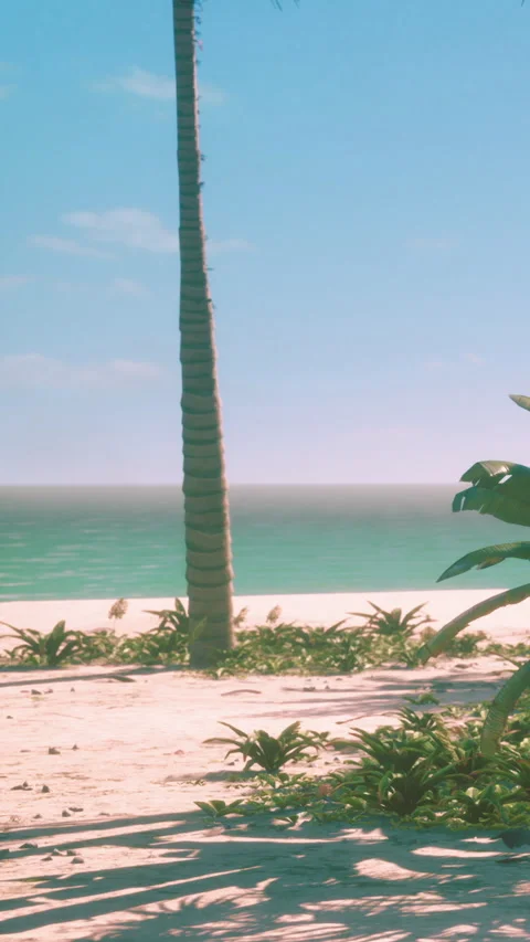 Palm tree stands on sandy beach with ocean in the background at midday Stock Footage 338417493
