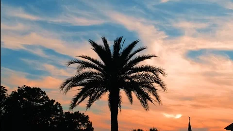 A palm tree stands serenely to the backdrop of a Florida sunset time-lapse. Stock Footage 108900166