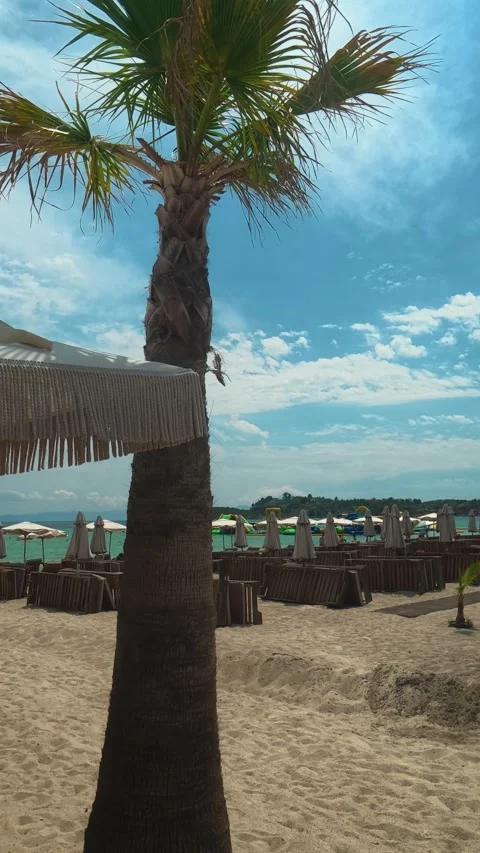 Palm tree stands tall on sandy beach. Trani Ammouda, Vertical Stock Footage 340650798