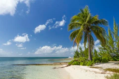 Palm Tree on Starfish Point Stock Photos