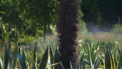 Palm tree stem in exotic botanical garden, water spraying in the background Stock Footage 106299253