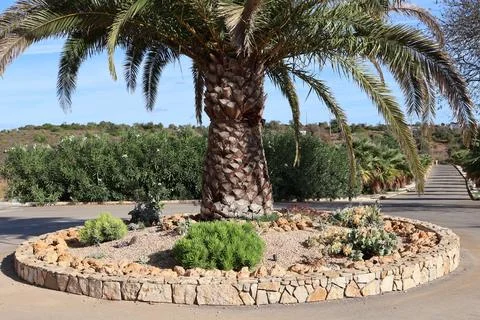 Palm tree with a stone-lined garden bed in a sunny outdoor setting Stock Photos