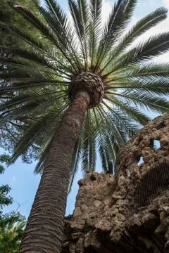 Palm tree with stone viaduct Stock Photos