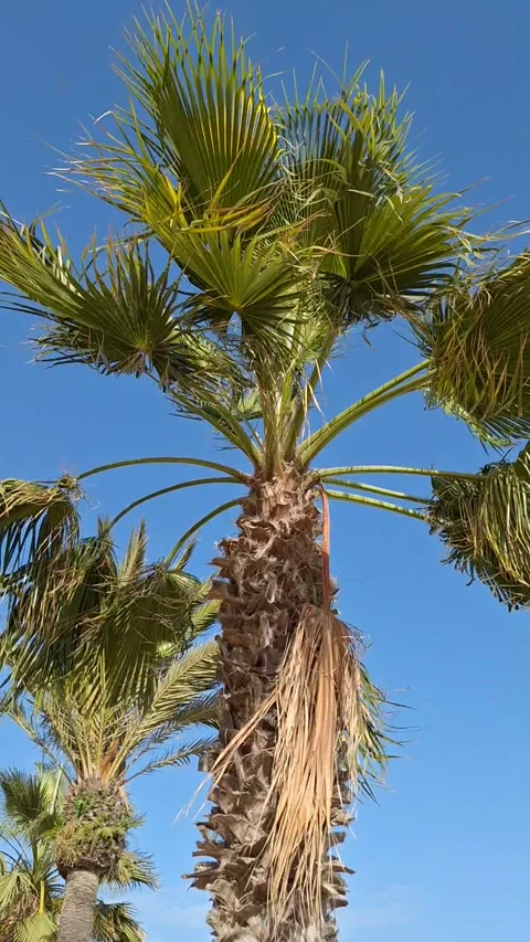 Palm tree in storm on Calella beach. Stock Footage 336694627