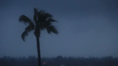 Palm tree in storm at night 스톡 동영상 87754659