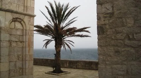 Palm tree in storm Stock-Fotos