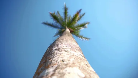 Palm Tree (Straight-Up) Stock Footage 129701884