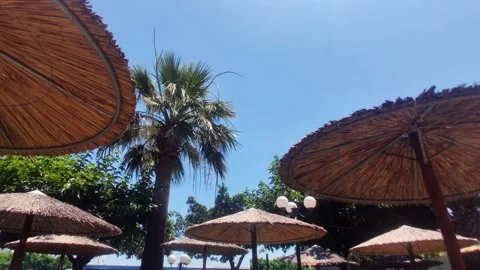 Palm tree with straw parasol Stock Footage 200552067