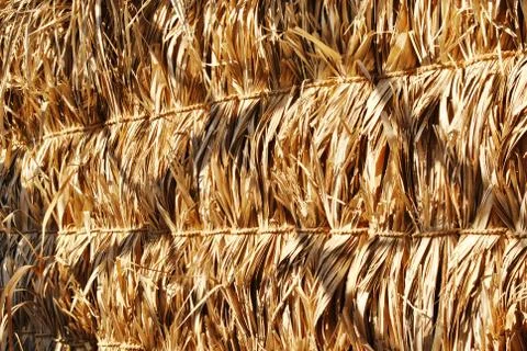Palm Tree straw texture Foto stock