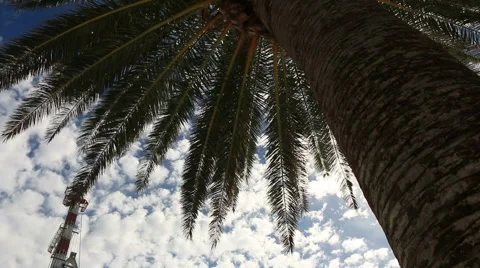 Palm tree on street whit cloud Stock Footage 55654594