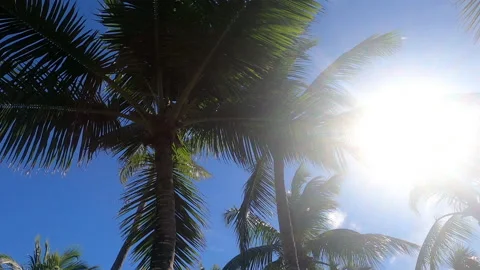 Palm Tree Stroll Into Sunlight Stock-Footage 149006111