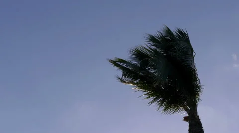 Palm tree in strong wind, 4K Stock Footage 46735968