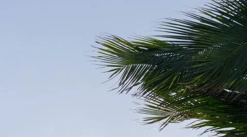 Palm tree in strong wind close up, 4K Stock-Footage 46736907