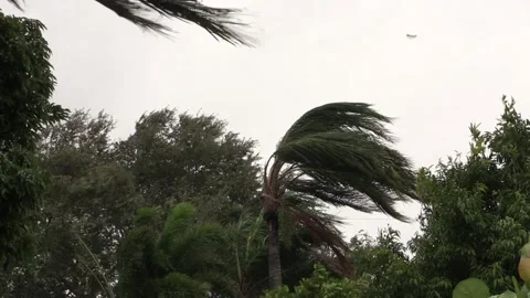 Palm Tree In Strong Wind Stock Footage 135043538