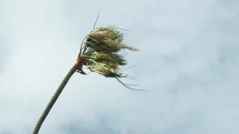 Palm tree in strong wind Stock Footage 147376959