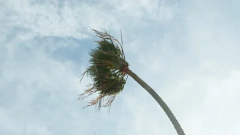 Palm tree in strong wind Stock Footage 147377218