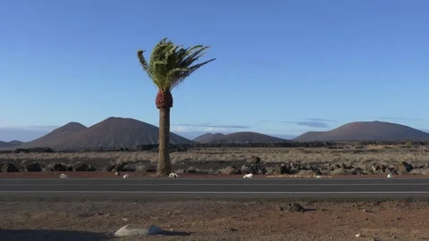 Palm Tree in Strong Wind with Volcanic Landscape and Road 스톡 동영상 331751377