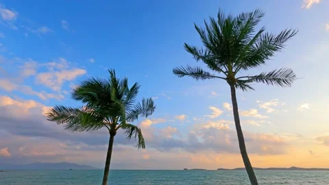 Palm tree on summer beach with bright sunrise or sunset blue sky Stock Footage 158972014