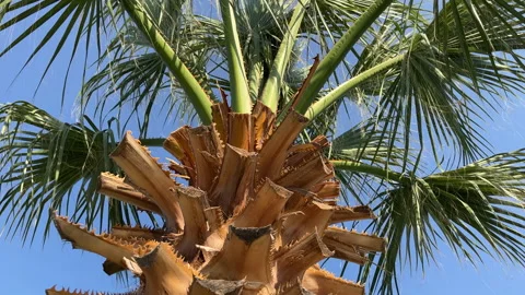 Palm Tree In Summer Bodrum Turkey Stock Footage 220864636