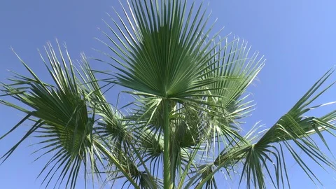 Palm Tree In A Summer Breeze Stock Footage 95932468