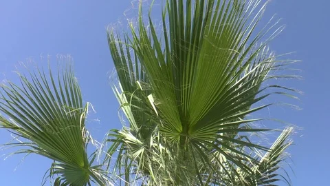 Palm Tree In Summer Breeze Stock Footage 101604663