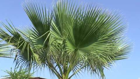 Palm Tree In Summer Stock Footage 95199743
