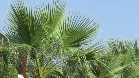 Palm Tree In Summer Stock Footage 95252479