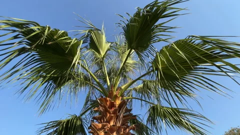 Palm Tree In Summer Stock Footage 219691603