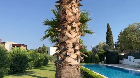Palm Tree In Summer Stock Footage 219814780