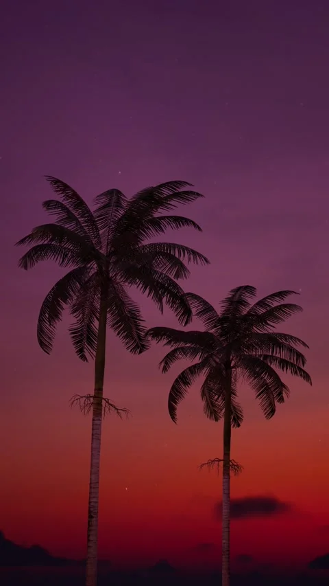 Palm tree in the summer Stock Footage 273333833