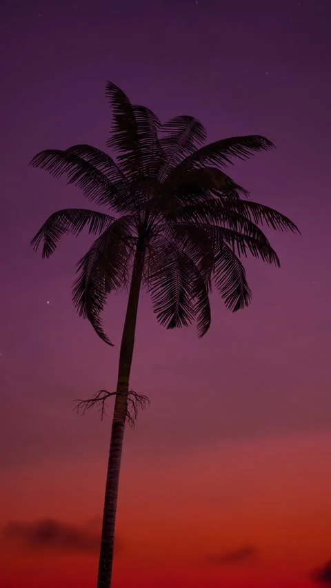 Palm tree in the summer Stock Footage 273333846