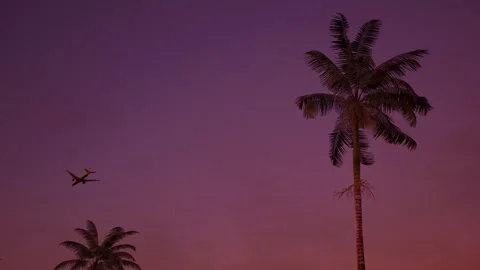 Palm tree in the summer Stock Footage 273333849