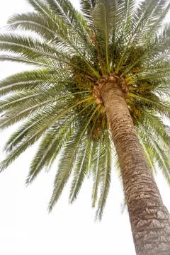 Palm tree in summer Stock Photos