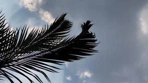 PALM TREE IN THE SUMMER SKY Stock Footage 252504424