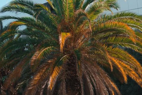 Palm tree in summer time Fotos de archivo