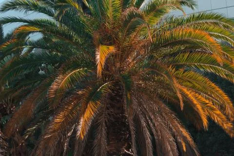 Palm tree in summer time Fotos de archivo