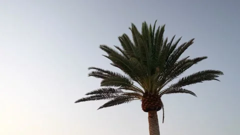 A palm tree in the summer time with the sky in the background Vídeo Stock 211380244